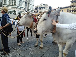 il-carro-matto-a-firenze-tutti-a-farsi-una-foto-con-le-vacche-rosina-e-contessa