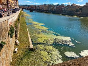 le-lenticchie-dacqua-colorano-larno-di-verde