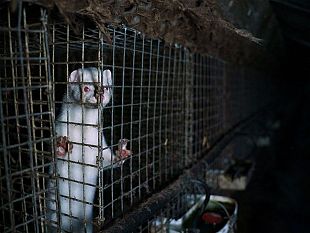 covid-nei-visoni-stop-agli-allevamenti