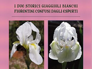 i-due-giaggioli-bianchi-confusi-dagli-esperti