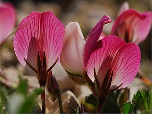 realizzato-il-primo-censimento-di-tutte-le-piante-che-crescono-solo-in-italia