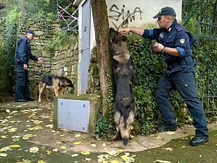 spinelli-a-scuola-espellere-chi-li-consuma