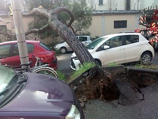 alberi-caduti-a-firenze-tra-abbattimenti-e-manutenzione