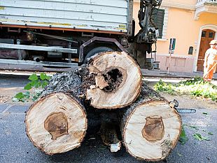 viale-don-minzoni-mercoledi-la-rimozione-di-alberi-a-rischio-caduta
