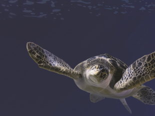 b304041439-pasqua-all-acquario-di-livorno-un-mare-di-visitatori