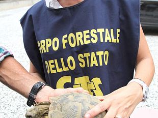 b108051510-la-forestale-blocca-un-traffico-illegale-di-tartarughe-su-internet-video