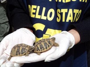 b306041752-tartarughe-tutelate-rapite-e-vendute-sul-web-valore-10mila-euro