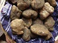 a511101459-tartufo-bianco-festa-del-ventennale-nelle-crete-senesi
