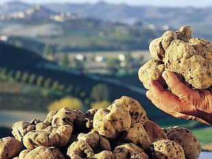 b310052208-la-28-edizione-della-mostra-mercato-del-tartufo-bianco-delle-crete-senesi