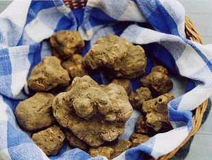 b311151421-un-tartufo-di-san-miniato-per-gaetano-gennai