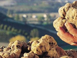 b309021548-alla-ricerca-dell-oro-bianco