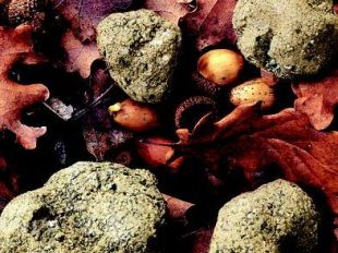 a806190030-tartufo-scorzone-sabato-21-giugno-mercato-degustazioni-e-cena-a-tema-a-castelfiorentino