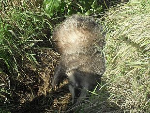 b303092307-pistoia-la-provincia-senza-il-servizio-di-soccorso-della-fauna-selvatica