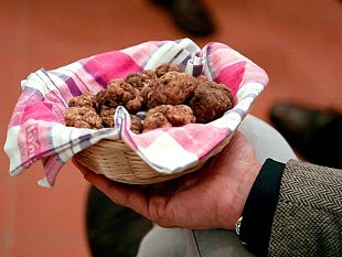 cigoli-capitale-del-tartufo-marzuolo