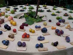 a908181620-con-pomarium-la-frutta-e-protagonista