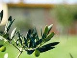 turismo-enogastronomico-la-toscana-vola