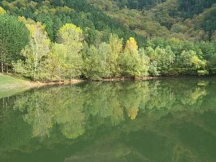 foresta-di-rincine-bollino-verde-per-i-benefici-ecologici