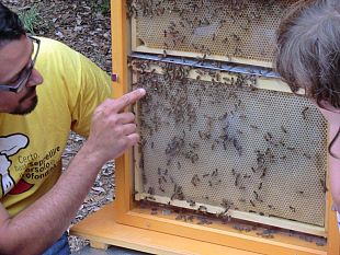 quaracchi-il-meraviglioso-mondo-delle-api