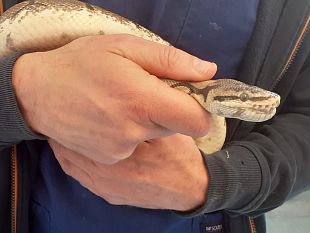 maiano-pitone-soccorso-e-curato