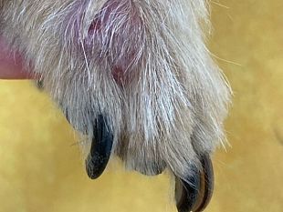 che-paura-la-mia-bestiola-ha-gonfiore-ad-una-zampa