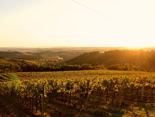 unestate-da-degustare-con-la-leccia