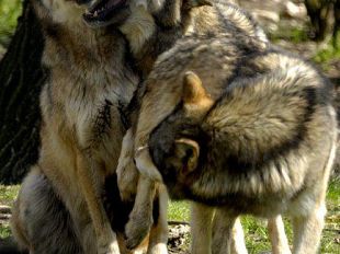 lupi-il-wwf-denuncia-il-carattere-demagogico-della-richiesta