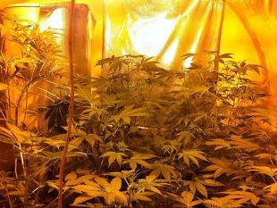 droga-nella-campagna-toscana-laboratorio-per-marijuana-ed-hashish