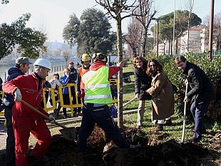 lungarno-tornano-gli-alberi-sradicati-dal-downburst-del-2015