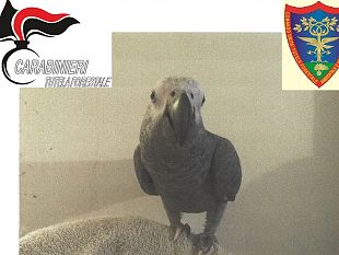 pappagallo-raro-trovato-a-brozzi-proviene-dal-piemonte