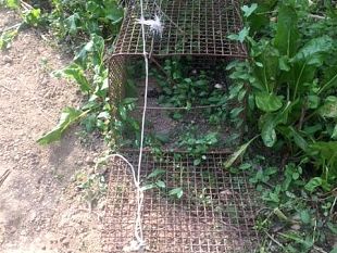 apertura-della-caccia