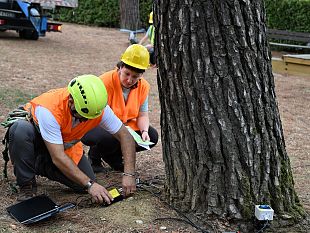 firenze-controllati-1200-alberi-in-scuole-e-asili