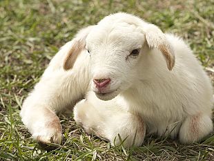pasqua-a-tavola-in-toscana-in-citta-si-mangia-meno-agnello
