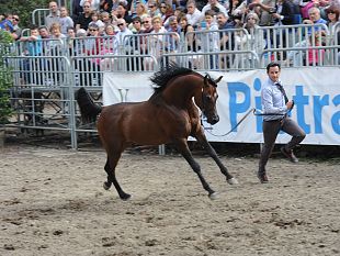 meravigliosi-purosangue-arabi-in-versiliana