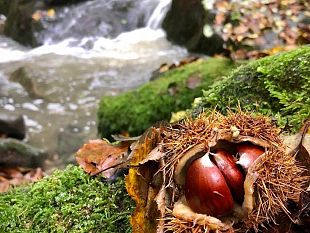 la-castagnatura-di-raggiolo-diventa-on-line-31-ottobre-8-dicembre