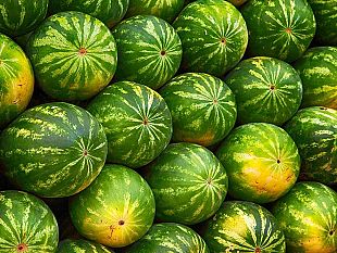 musica-cocomero-e-pasta-al-ragu-la-festa-di-san-lorenzo-a-firenze