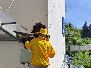 ospedale-ponte-a-niccheri-messe-in-salvo-60mila-api