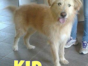 adotta-un-cane-il-17-luglio-alloff-bar
