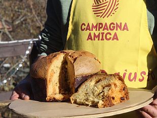 il-primo-panettone-contadino-e-toscano
