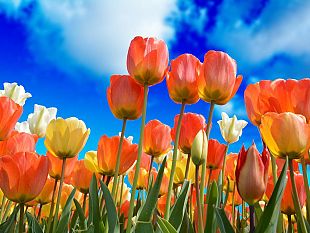 tornano-i-tulipani-anche-in-toscana