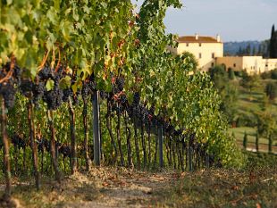 vino-tante-novita-il-primo-fine-settimana-di-giugno