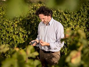 ornellaia-2020-annata-super