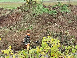 giornata-nazionale-degli-alberi-impegno-per-la-tutela-e-valorizzazione-della-vegetazione