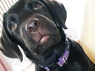 diabete-in-toscana-si-potenzia-il-servizio-con-i-cani-salvavita