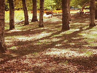 passeggiate-della-salute-gratuite-a-firenze