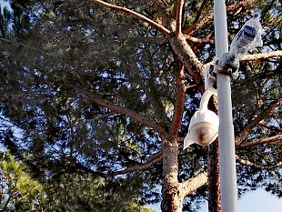 galluzzo-spuntano-le-telecamere-in-viale-tanini