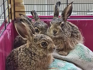 centro-scienze-naturali-in-estate-liberati-350-animali