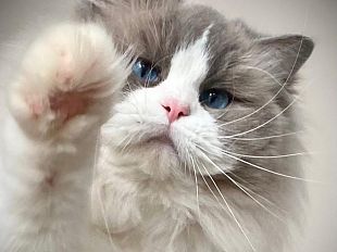 a-prato-torna-lesposizione-internazionale-felina