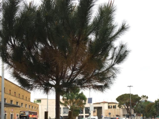 apprensione-per-i-pini-di-santa-maria-novella