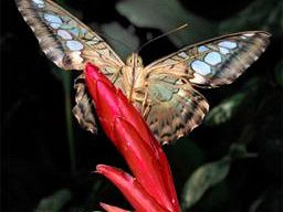 b008281851-collodi-butterfly-house-ultimo-giorno-per-le-fotografie-di-alberto-andreini