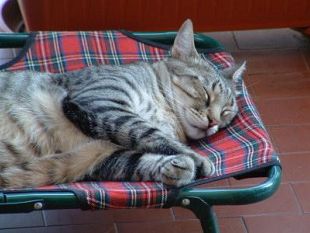 animali-domestici-un-centralino-per-soccorrerli-attivo-24-ore-su-24